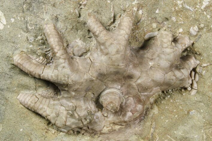 Fossil Crinoid (Agaricocrinus) - Crawfordsville, Indiana #262484